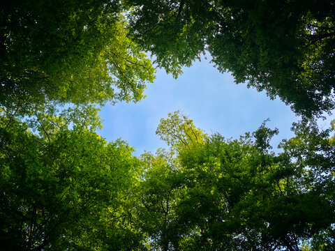 germany, vibrant summer forest clearing beneath endless deep blue sky framed by lush green trees in peaceful wendlingen nature landscape