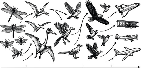 Evolution of Flight Infographic Chart with Vintage Engraving Illustrations of Insects, Pterodactyls, Archaeopteryx, Modern Birds, Biplanes, Commercial Jets, and Space Shuttle © BijoyChandra