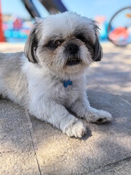 dog in the park shih-tzu
