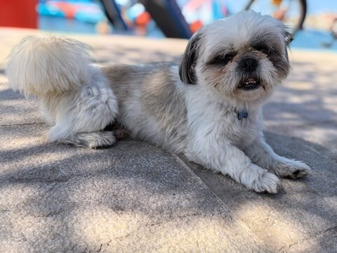Shih-tzu dog portrait at the beach