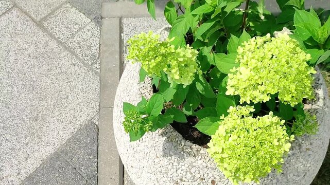 Green hydrangea plant growing in round stone flower pot on paved walkway. Potted ornamental shrub for urban landscaping. Decorative botanical nature element.