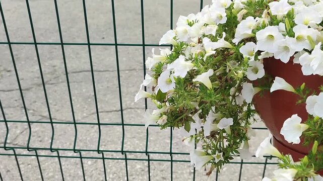 White petunia flowers growing in hanging pot on wire fence background. Decorative potted plant in backyard. Botanical garden bloom for exterior home decoration.