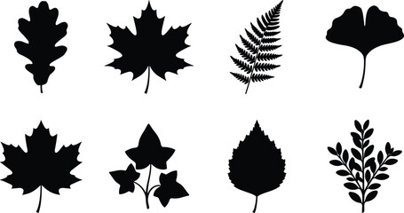 Collection of various tree and plant leaf black silhouettes including oak maple fern ginkgo and ivy isolated on white background © MdMehedi