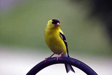Fototapeta premium American Goldfinch Bird standing on birdfeeder