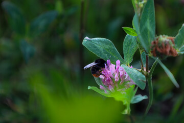 ​A furry bumblebee diligently collects nectar from a soft pink clover flower in a close-up shot. The insect sits on the inflorescence among the lush green leaves of the plant under soft daylight. © Олег Струс