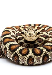 Fototapeta premium A detailed studio portrait of a coiled viper snake showcasing its intricate scale patterns and piercing eyes against a pure white backdrop, carnivorous, shadowless, scales