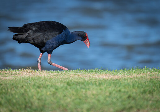 Australasian Swamphen in Goolwa, South Australia, Australia