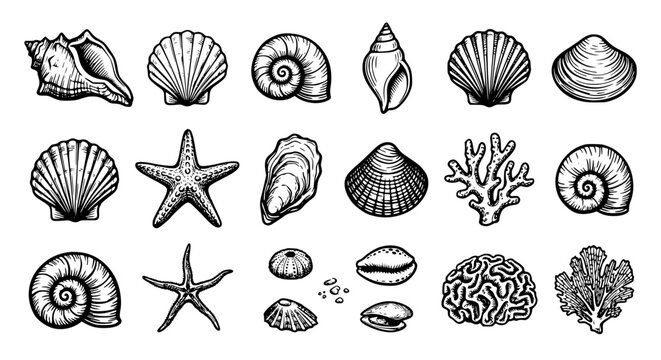 seashell vector set, marine life line art, black and white shell illustration, nautical vintage clipart, starfish and coral drawing, ocean elements vector bundle, conch nautilus scallop oyster, beach 