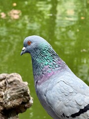 Obraz premium Feral Pigeon Perched on a Rock with Green Water Reflection Background