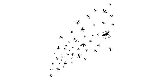 Swarm of mosquitoes flying in a group, black insect silhouettes on white background, pest control and malaria prevention vector illustration
