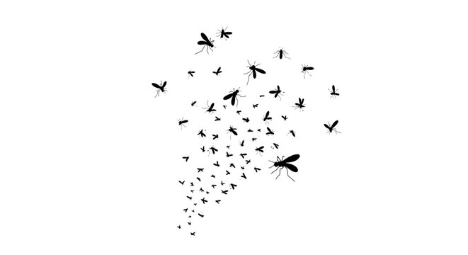 Swarm of mosquitoes flying in a cluster, black insect silhouettes on white background, pest control and malaria prevention vector illustration