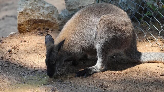 Wallaby-like marsupial shown in close-up with head lowered to ground, foraging or drinking from shallow damp patch while forelimbs support body and hindquarters stay raised, tail extended across