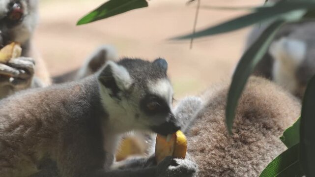 Close-up eye-level motion clip of ring-tailed lemur holding and eating round fruit slice with both forepaws while perched against dense fur background and partially framed by glossy green leaves