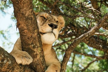 tree climbing lion © Samwel