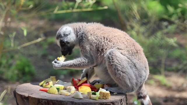 Side profile of lemur perched on circular tree stump, actively feeding on chopped fruit and vegetables under warm sunlight in calm woodland enclosure with soft background blur, with lemur, primate