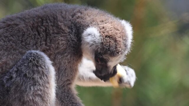 Side profile ring tailed lemur grips yellow food with both forepaws, mouth close to morsel, showing textured fur, white facial ruff, dark eye, and calm feeding pose outdoors, with lemur, primate