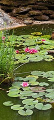 Teich © Justin