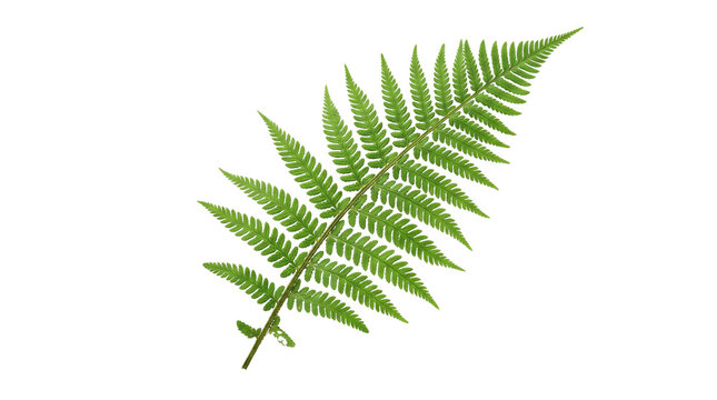 A Single Vibrant Green Fern Leaf Isolated Against A Pure White Background Representing Lush Tropical Foliage And Botanical Natural Beauty 88