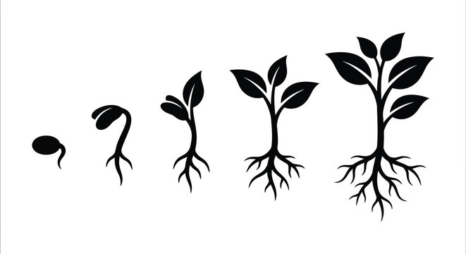 Plant Growth Stages Depicted As A Black Silhouette
