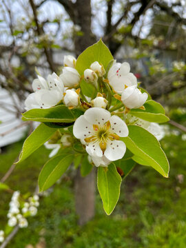 Pear Blossom Cluster 02