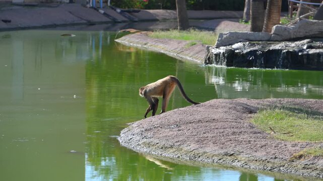 Spider monkey (Ateles spp.) reaching toward the water's edge.