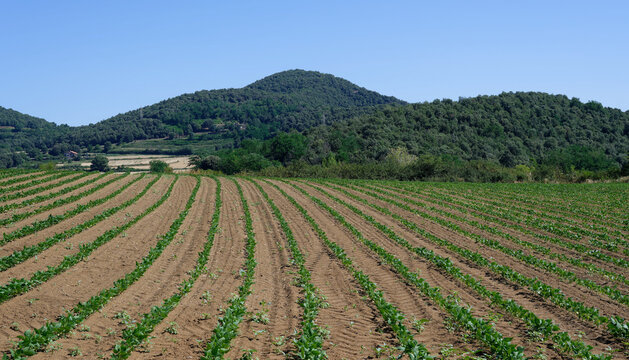 Fesols de Santa Pau bean fields in La Garrotxa, Catalonia, Spain. Rows of protected designation white beans growing near volcanic hills.