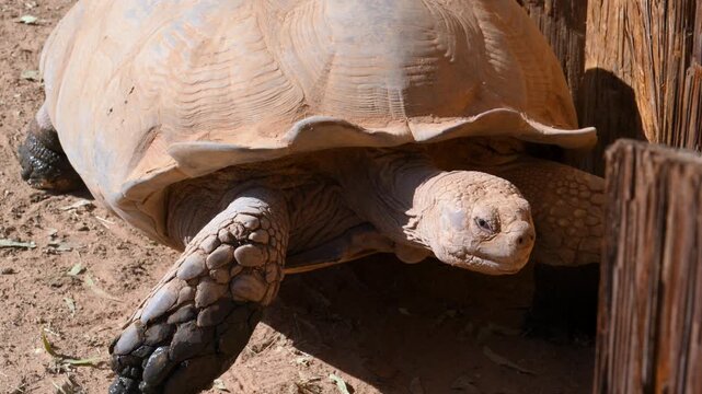 The African spurred tortoise (Centrochelys sulcata), also known as the sulcata tortoise, is the third largest tortoise species in the world.