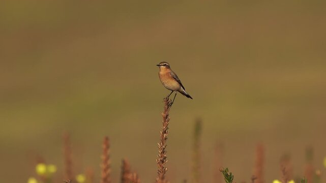 A northern wheatear or wheatear (Oenanthe oenanthe) in winter plumage inspecting its surroundings while sitting on a withered plants.