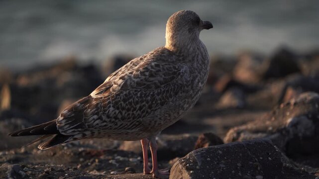A juvenile European herring gull or simply herring gull (Larus argentatus) excreting salt water