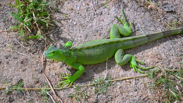 Green Iguana (Iguana iguana), a large herbivorous lizard native to Central and South America.