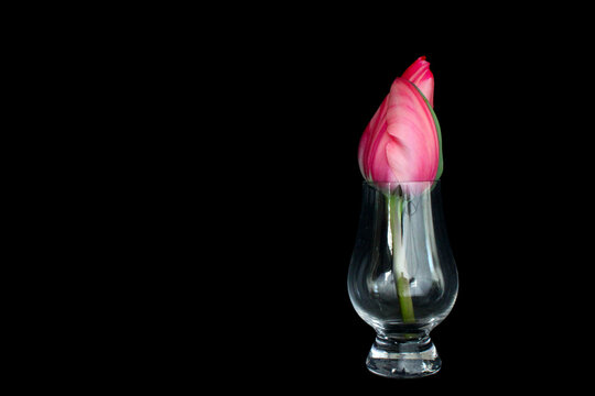Tulip in Glass Vase 05