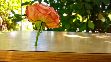 Creative conceptual shot of a single orange rose standing upright in a wooden surface © VEVELOX