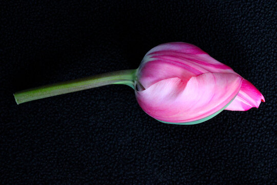 Tulip Flower on Black 03
