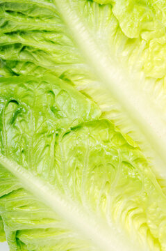 Romaine Lettuce Closeup full frame background