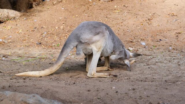 Red Kangaroo (Osphranter rufus), the largest terrestrial mammal native to Australia and the largest extant marsupial.