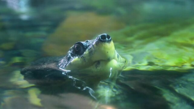 The pig nosed turtle (Carettochelys insculpta), readily recognized by its distinctive fleshy snout resembling a pig's nose.