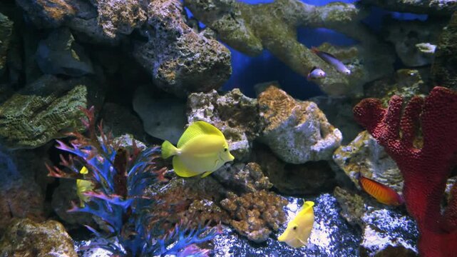 These bright yellow fish are Yellow Tang (Zebrasoma flavescens), a species widely distributed on coral reefs throughout the Pacific Ocean.