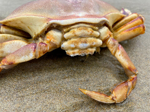 Striped Shore Crab 03