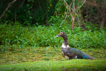 Fototapeta premium Muscovy duck standing on the grassy bank of a pond.