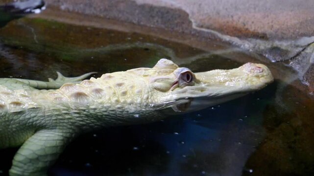 Albino American alligator (Alligator mississippiensis) exhibiting a rare genetic mutation characterized by the complete absence of melanin, resulting in white skin and pink or red eyes.