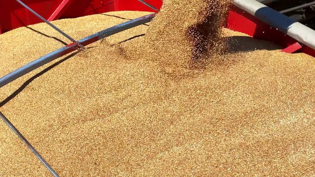 Combine harvester transferring freshly harvested wheat to a tractor-trailer for transport to a grain silo, slow motion