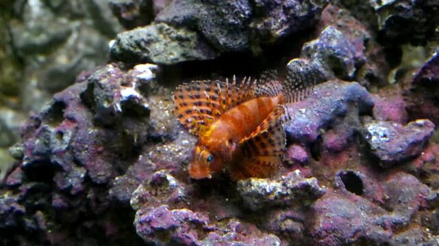 The Dwarf Fuzzy Lionfish (Dendrochirus brachypterus) is readily identified by its relatively short pectoral fins and mottled brownish red coloration.