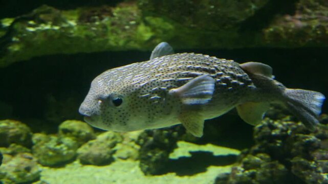 The spotfin porcupinefish (Diodon hystrix) belongs to the family Diodontidae (porcupinefishes).