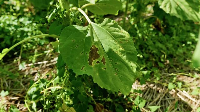 Extreme close-up of a green sunflower leaf infected with fungal septoria or alternaria disease. The frame highlights macro details of brown necrotic spots with yellow halos on the plant.