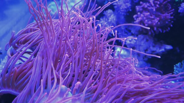 The sea anemone is a predatory marine invertebrate commonly found in marine aquariums.