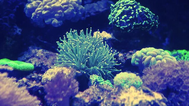 A Green Torch Coral (Euphyllia glabrescens), a type of large-polyp stony (LPS) coral popular in marine aquariums.