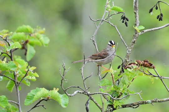 A White-crowned Sparrow (Zonotrichia leucophrys) with a beak full of food to take back to its nest in Alaska's boreal forest.