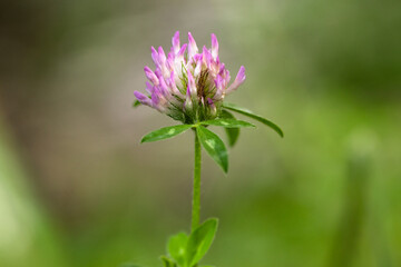 Fototapeta premium Wildflowers Bloom in Smoky Mountains National Park With Clover on a Sunny Day