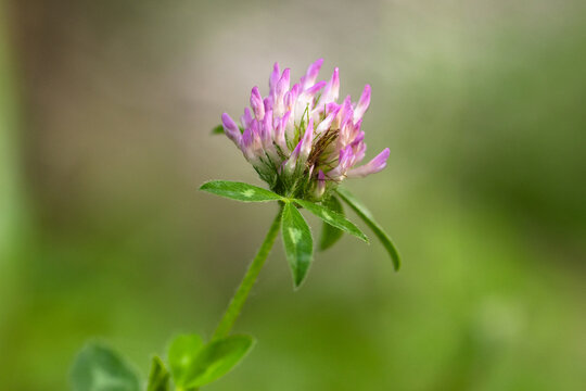 Wildflowers of Smoky Mountains National Park With Purple Wild Clover Blooming in Spring Season