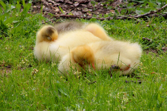Yellow Gosling Snooze 01